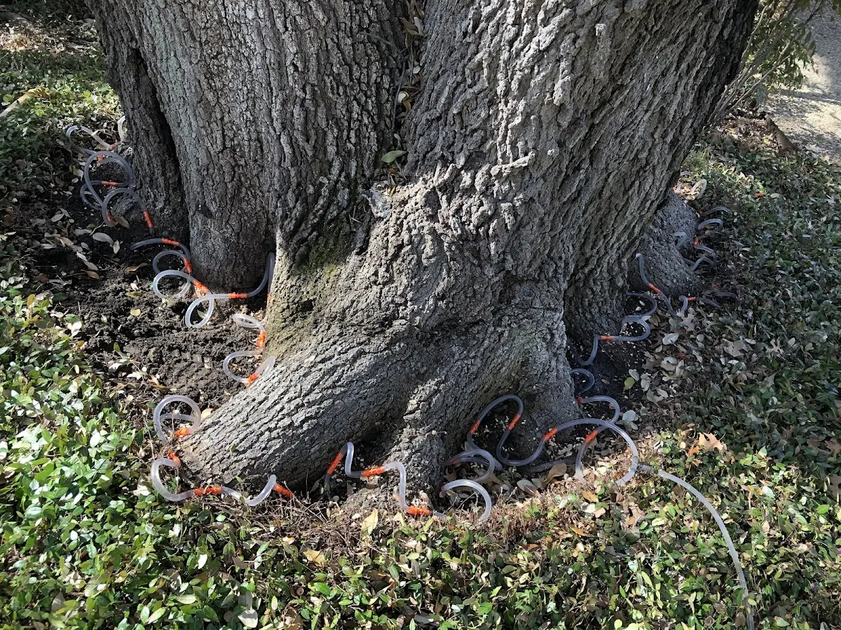 Detailed Tree Cabling and Bracing job site in Page